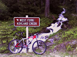 Stump on Loop Road