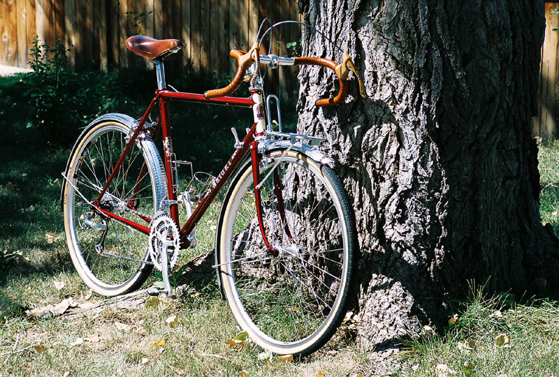 Rivendell Saluki - front quarter view