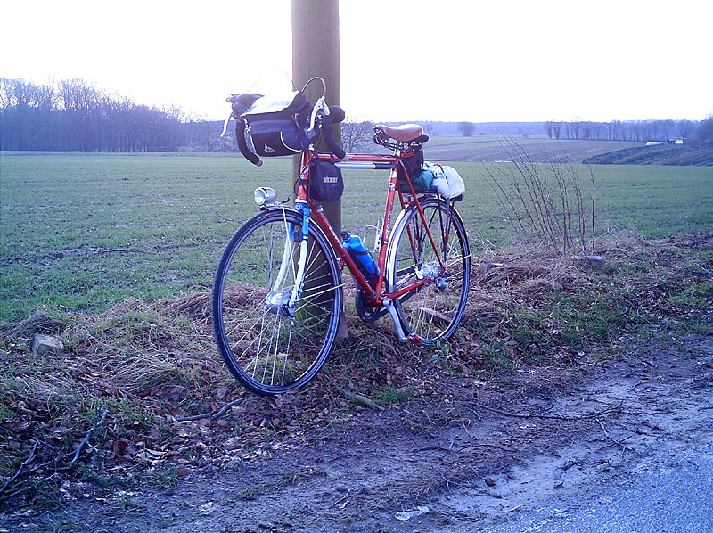 Sloughi Randonneur - in the field