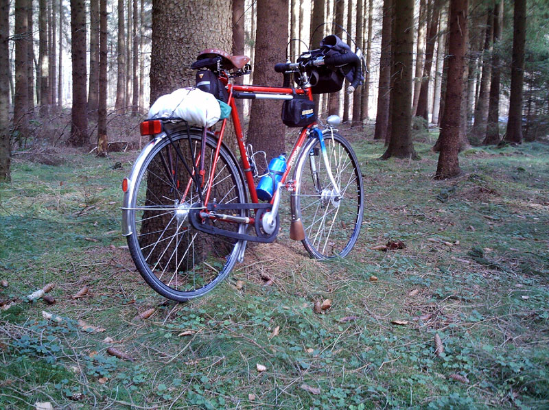 Sloughi Randonneur - in the woods