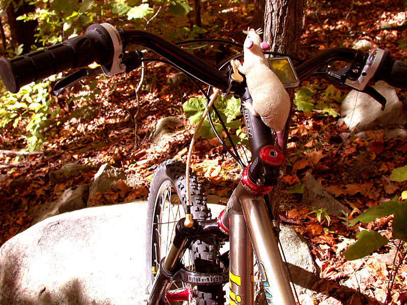 Litespeed Unocoi - Mr. Whiskers in the Woods