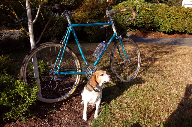 Rivendell Bleriot and Rosie the Beagle