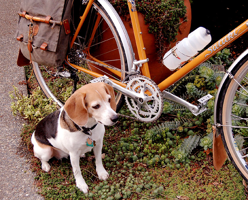 Rivendell Saluki - Rosie the Beagle