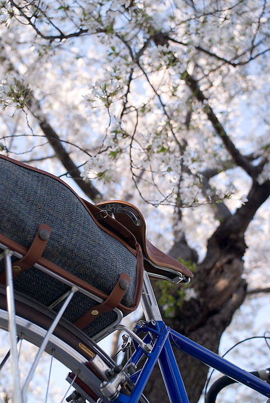 Miyata 1000 - ground up view with cherry blossoms