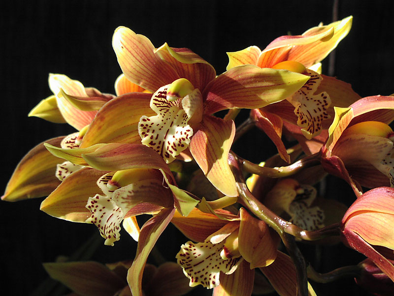 Cymbidium Bloom - 2006