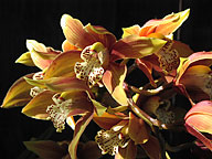 Cymbidium Bloom - 2006