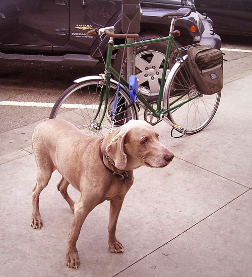 Green Gopher - with someone's dog