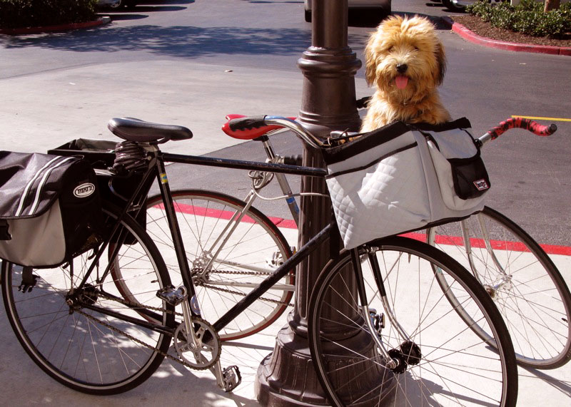 ANT Bike Tribute - with a  happy passenger