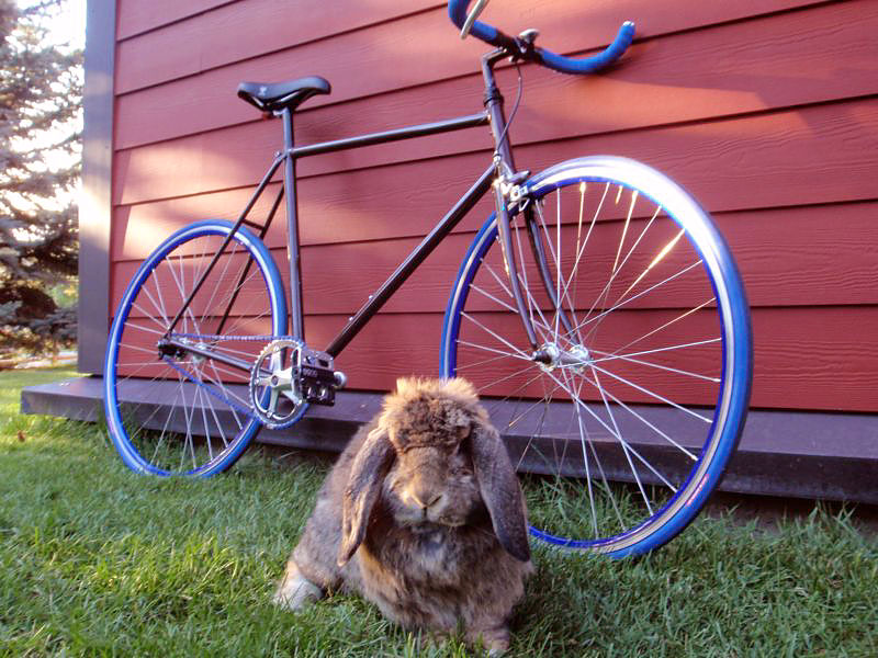 Fuji Team - And Big Rabbit Buddy