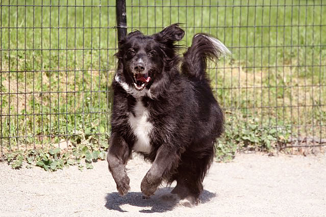 Happy Rescue Dog