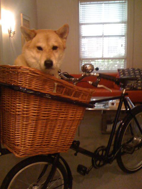 Pashley Delibike - Serious Canine Cargo